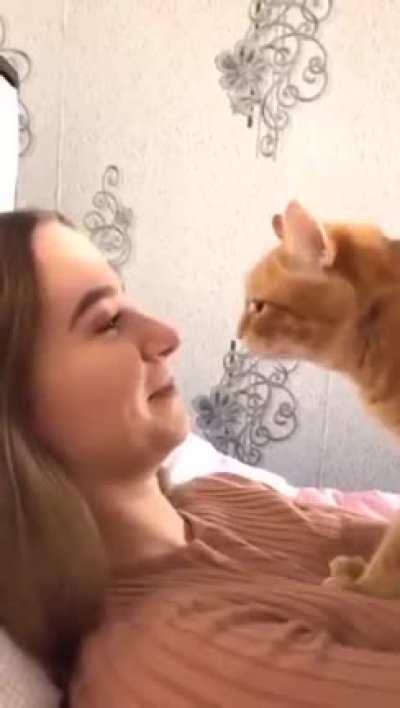 Others cats vs my cat