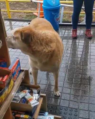 Perro cobrando por protección