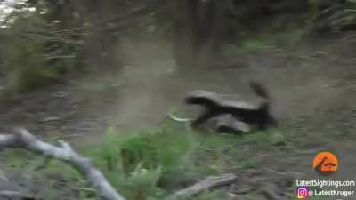 Bal porsuğu reis yavrusunu leopar piçinden kurtarıyor