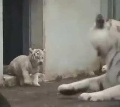 Baby tiger sneaks up on it's mom