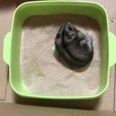 EXCITEMENT OVERLOAD trying new sand bath