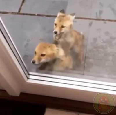 Саня, жрать хотим, открой, саня