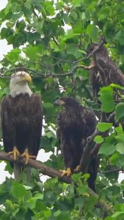 Eagle was like: 'you good, mate?!'
