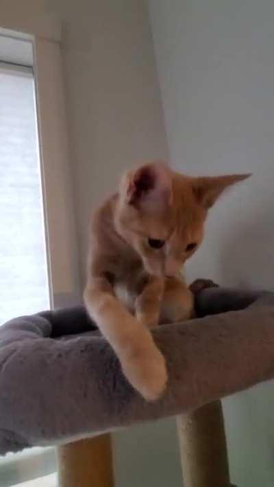 Baby Rey Demanding Love