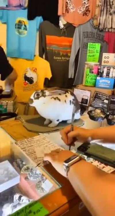 Rabbit Working Hard At The Shop