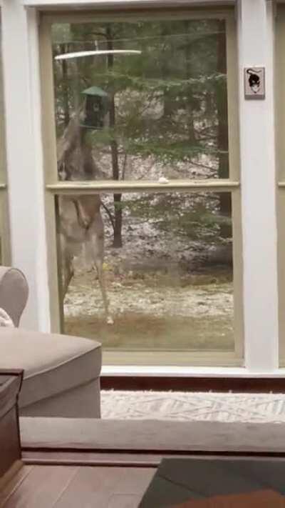 Recently moved my bird feeder because of the squirrels... now this