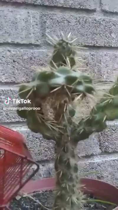 Bana hasta al cactus dice que vuelva el dab pd:bajenle el volumen