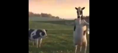 Cow dance