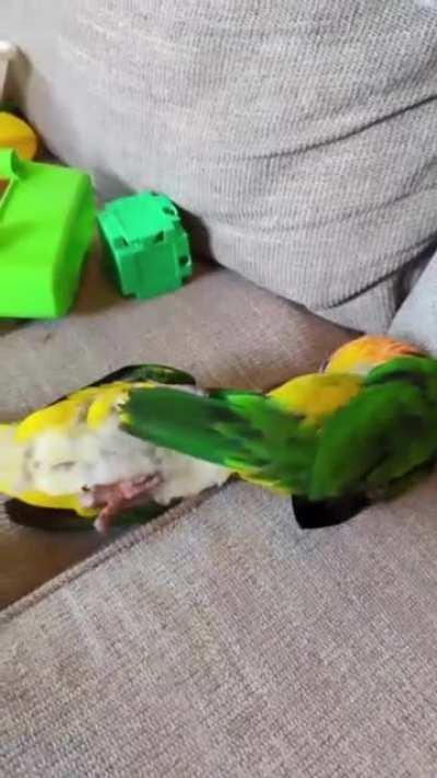 1 Minute of Birb Wrestling