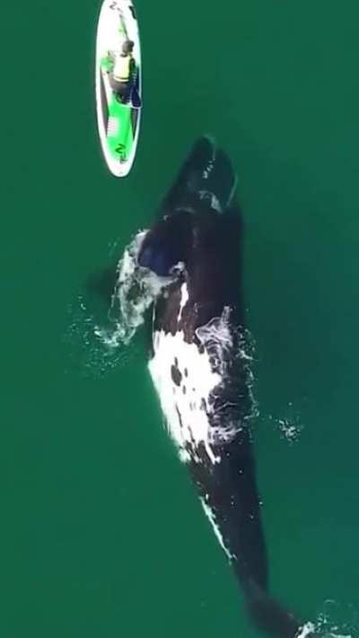 An incredible sighting of a whale being playful with a human
