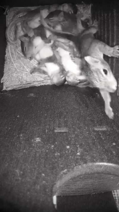 Stubborn baby squirrel