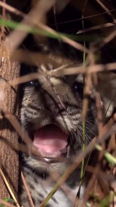 Cachorritos de yaguareté