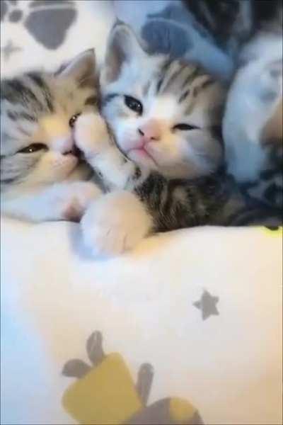 Tucked In Kittens