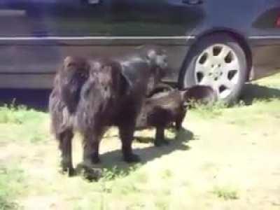 Dogs break up cat fight