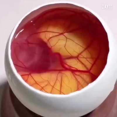 An open egg turning into a bird in 21 days