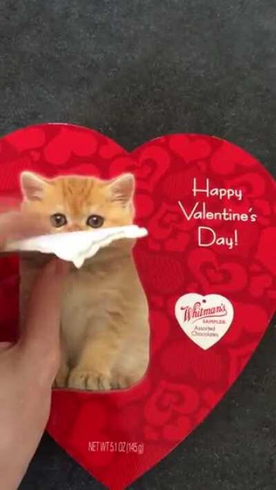 I wanted to get rid of the foam kitten on these chocolates, only to be greeted by another.