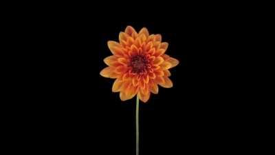 Hyperlapse of a flower blooming