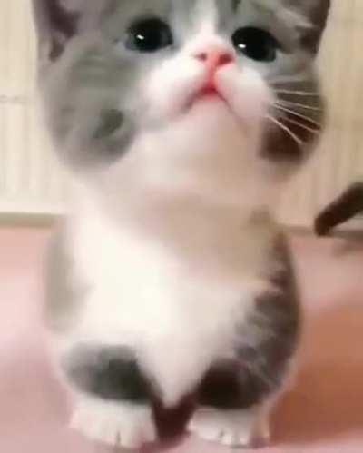Cute kitten