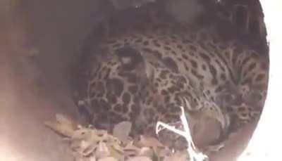 Quem não gosta de uma soneca no meio do dia...