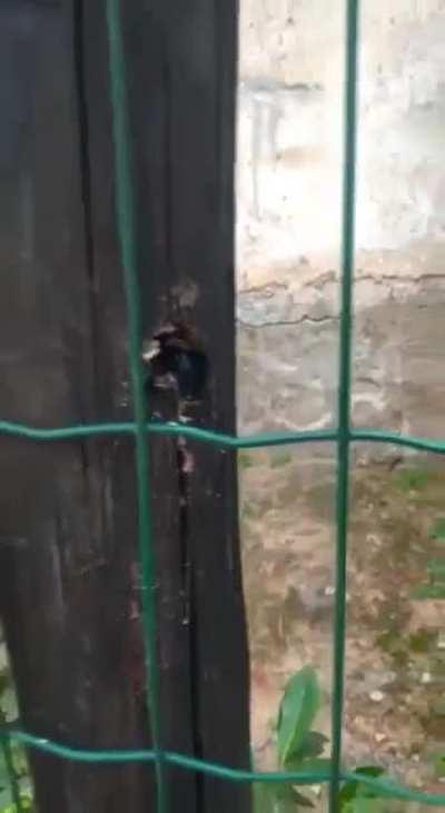 Brasil fazendo sucesso nos sub gringo