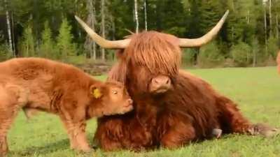 Calf uses its mom for a brush