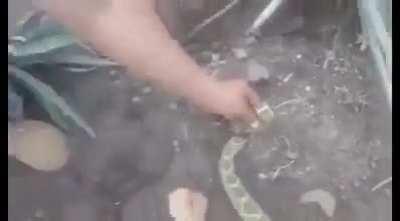 Guy touches a rattlesnake’s severed head and gets bitten