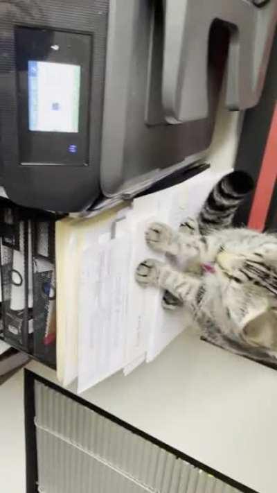 Read the F(el)ine Print