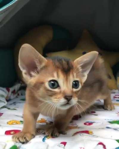 Cleopatra in her royal chambers