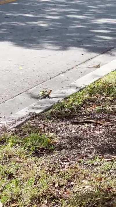 what lizard is this? it’s black or dark purple with a orange section in the tail