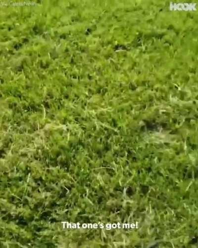 The Attack of Kitties