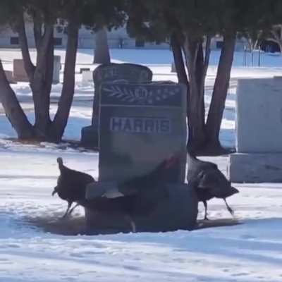Why do turkeys circle the grave?