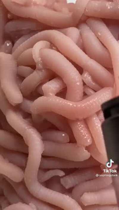 Thanks I hate worm furby