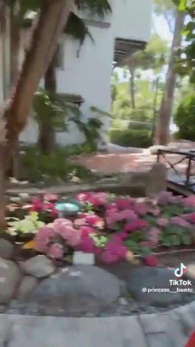 From drecma galleries 