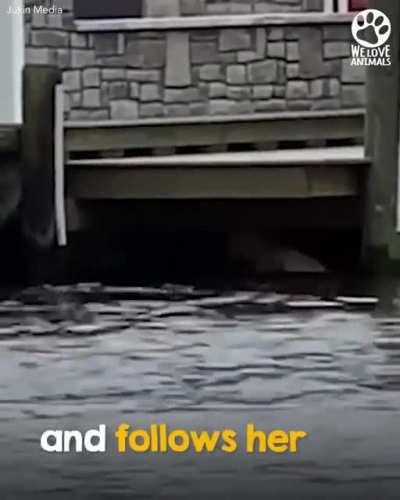 This compassionate man jumps into the water and swims after a baby deer in trouble 👏❤️