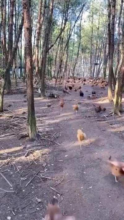 Brave person leading government revolution using their own drones.