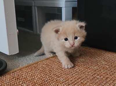 Smol pownc n smol sneze