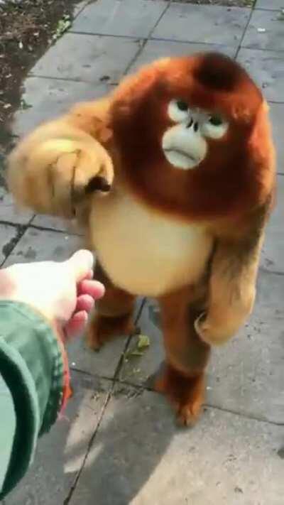 Can anyone identify this animal - my sister and I really want to know!