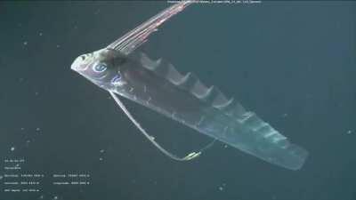 A Giant Oarfish, The Worlds Longest Bony Fish, Rising from the Darkness.