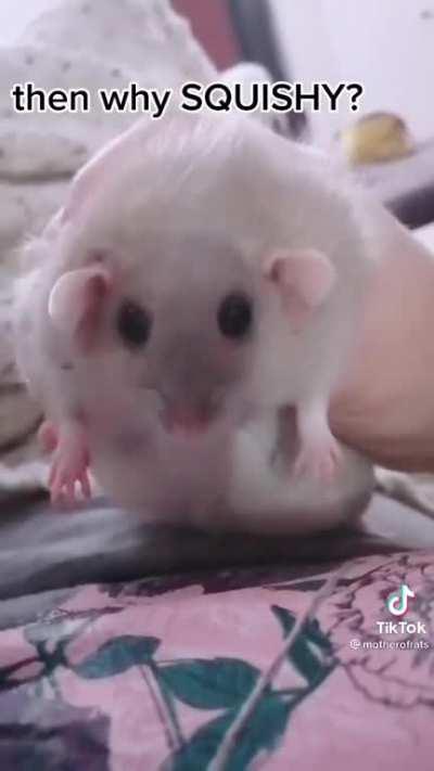Tiny squishy rat