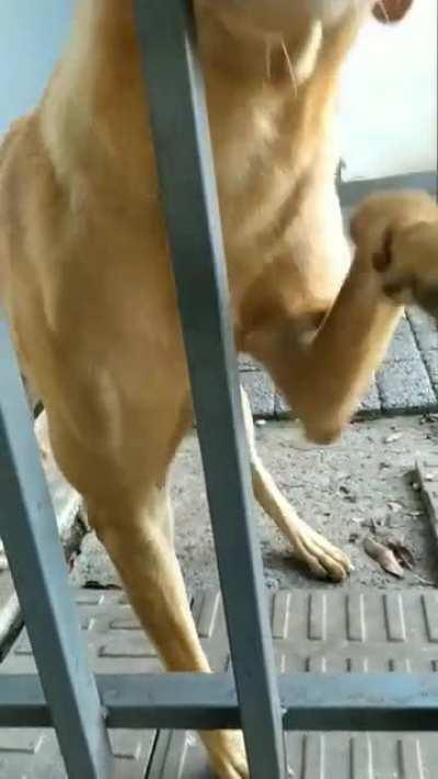 Neighbor's dog already expects it at this point. 10/10 would pet again.