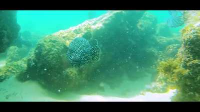 Cabo San Lucas, Playa El Balconcito, Guineafowl Puffer