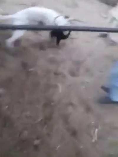 HMFT after I break up a fight between dogs