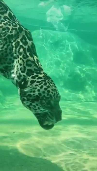 🔥 A Jaguar underwater