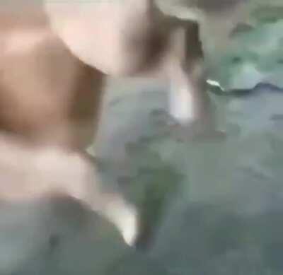 ¿Que culpa tiene la gallina?