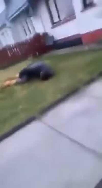 Casually jumping off the roof