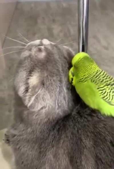 A parrot helping his cat friend to clean up :)