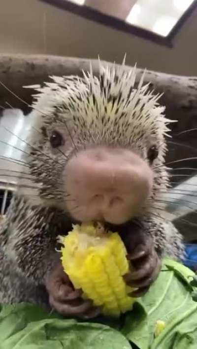 Приятного аппетита, Рекабу!