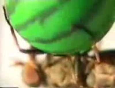 It was a trained fly!?