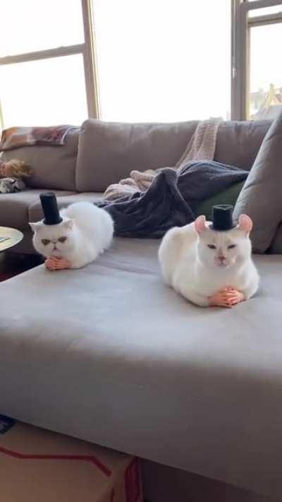 Distinguished Gentlemen