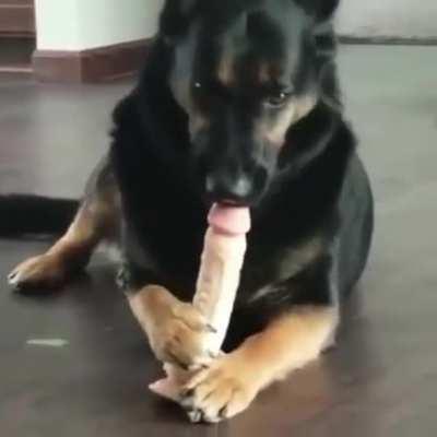 The dog found your hiding spot for you toy.